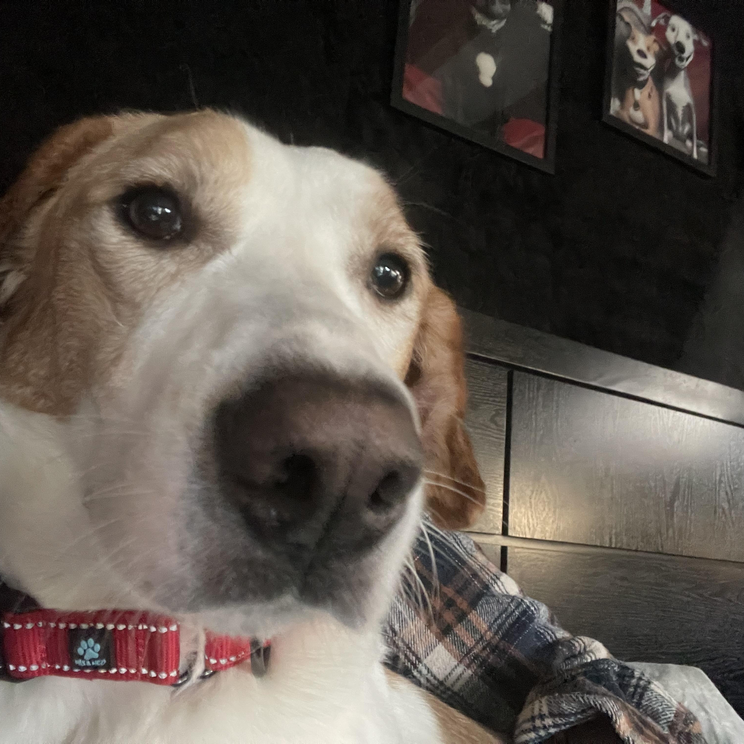 Enlarge Irwin , an adoptable Foxhound in Eureka, MO image 3/3