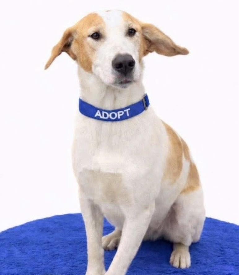 Irwin , ADOPTABLE, Adult Male Foxhound.