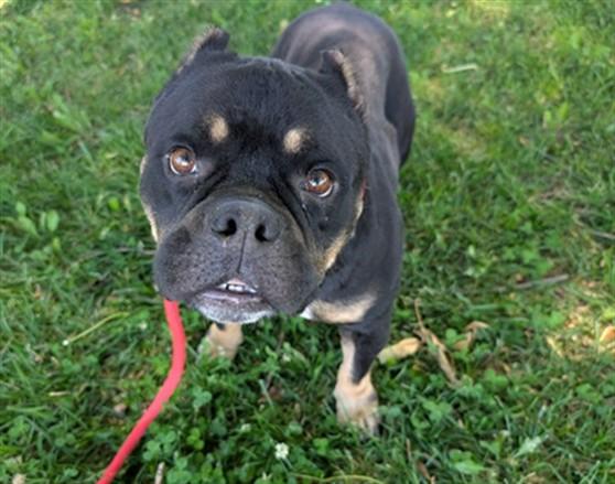 BELLE, Adoptable, Young Female Pit Bull Terrier & American Bulldog.
