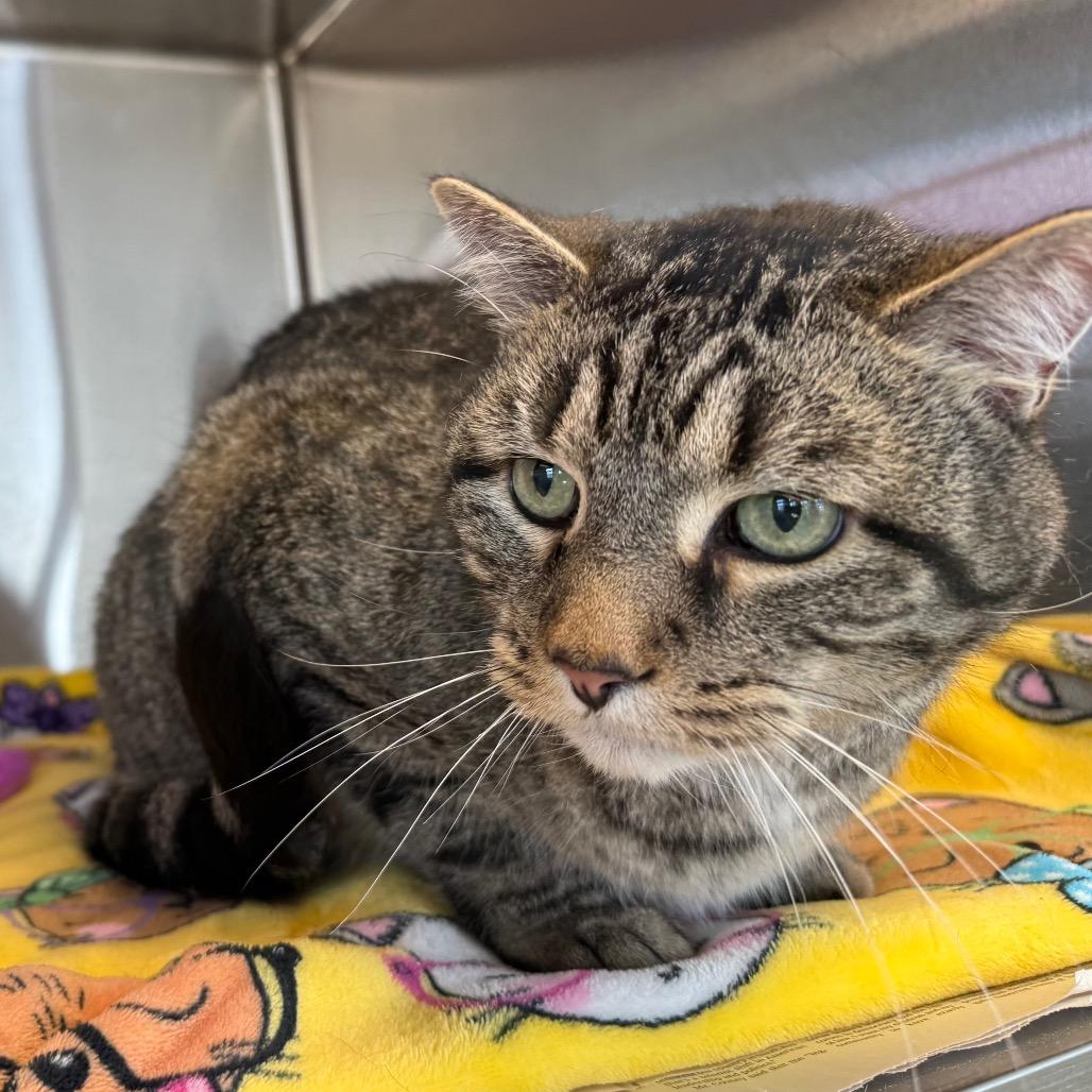 Enlarge Bat Cat, a Adoptable Domestic Short Hair in Waukesha, WI image 1/1