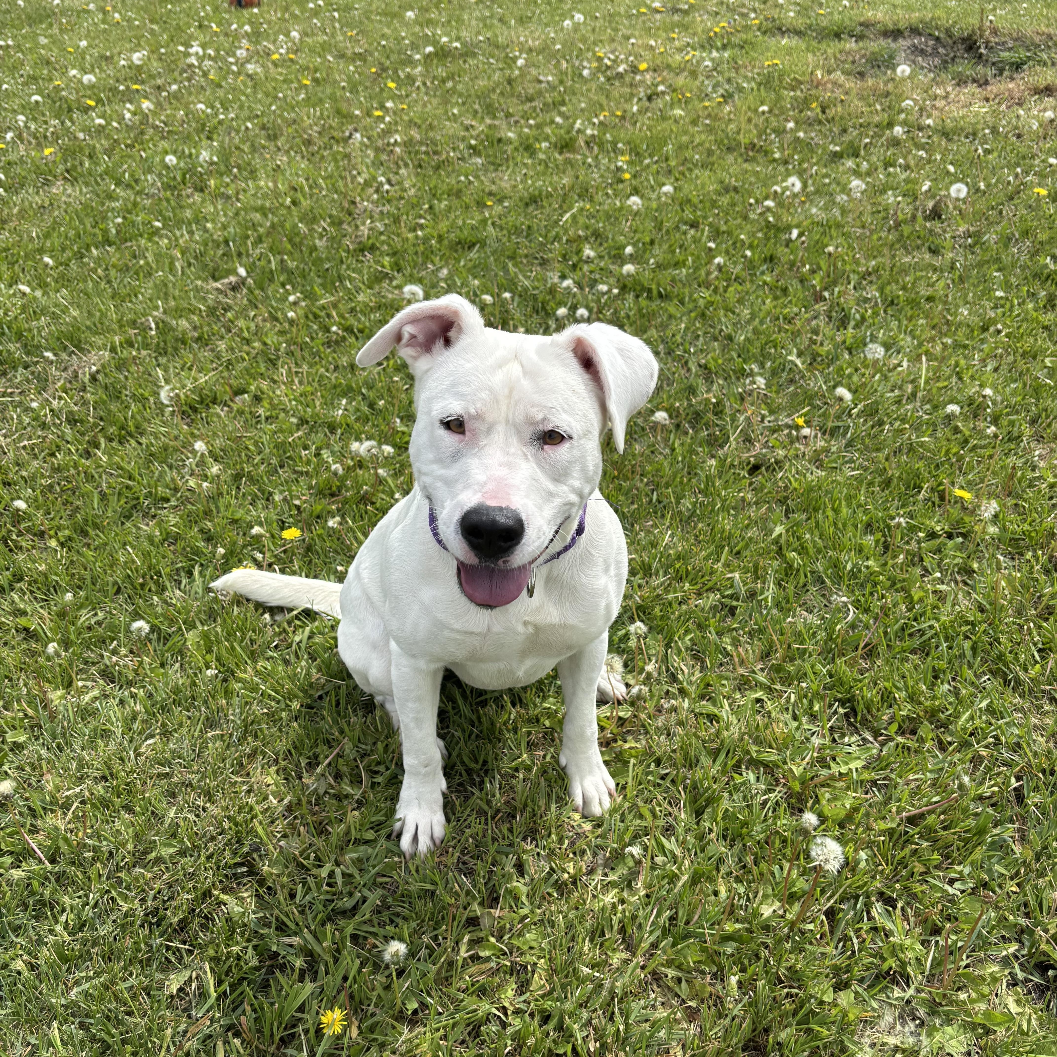Cheryl, an adopted mixed breed in La Grande, OR image 1/3