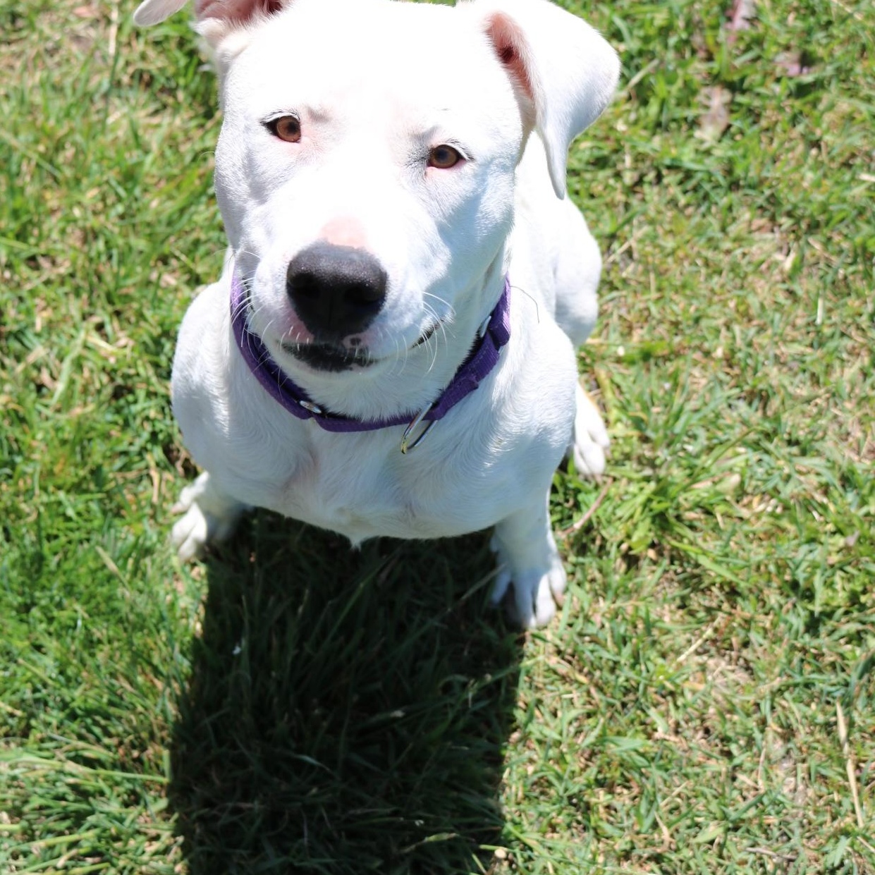 Cheryl, an adopted mixed breed in La Grande, OR image 2/3