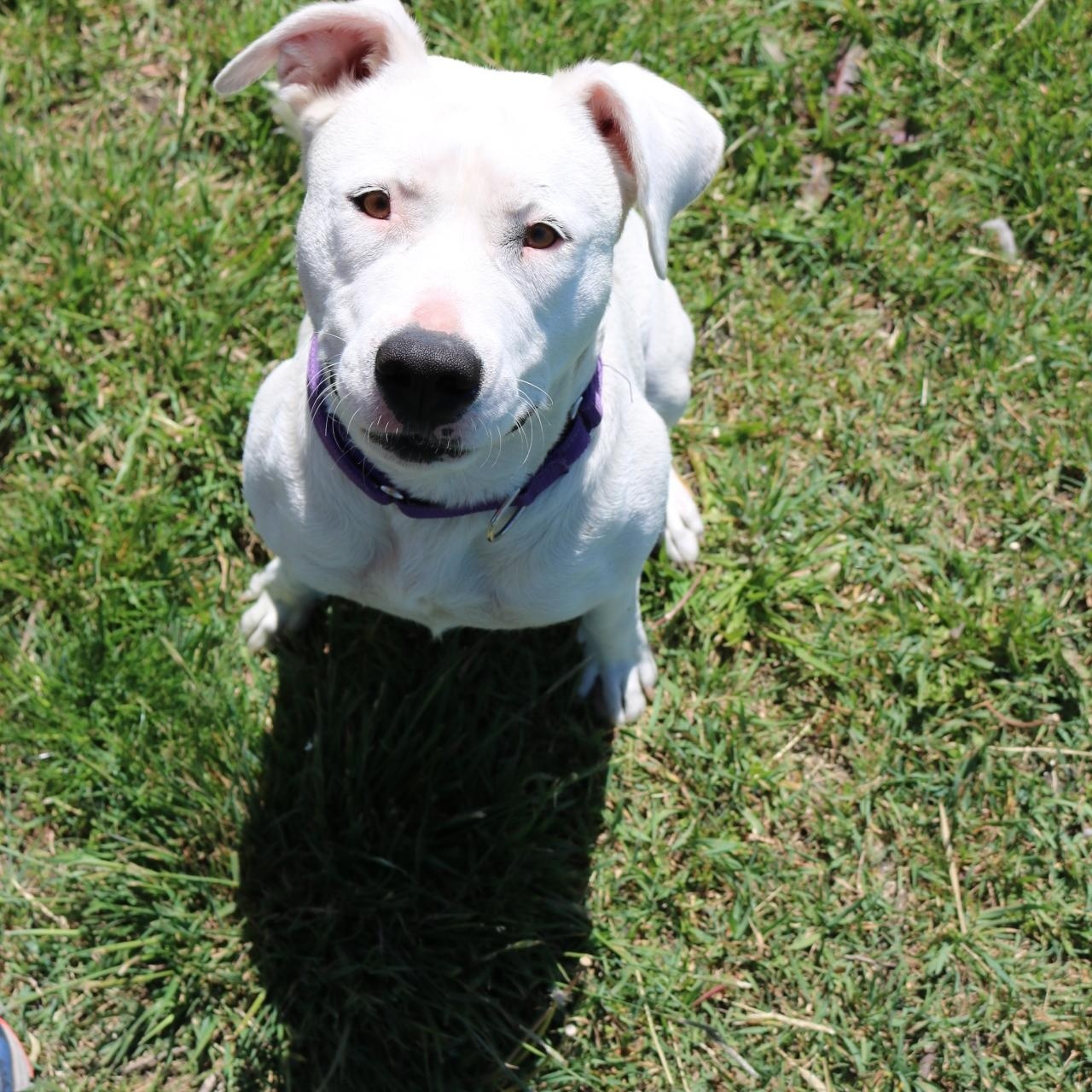 Cheryl, an adopted mixed breed in La Grande, OR image 3/3