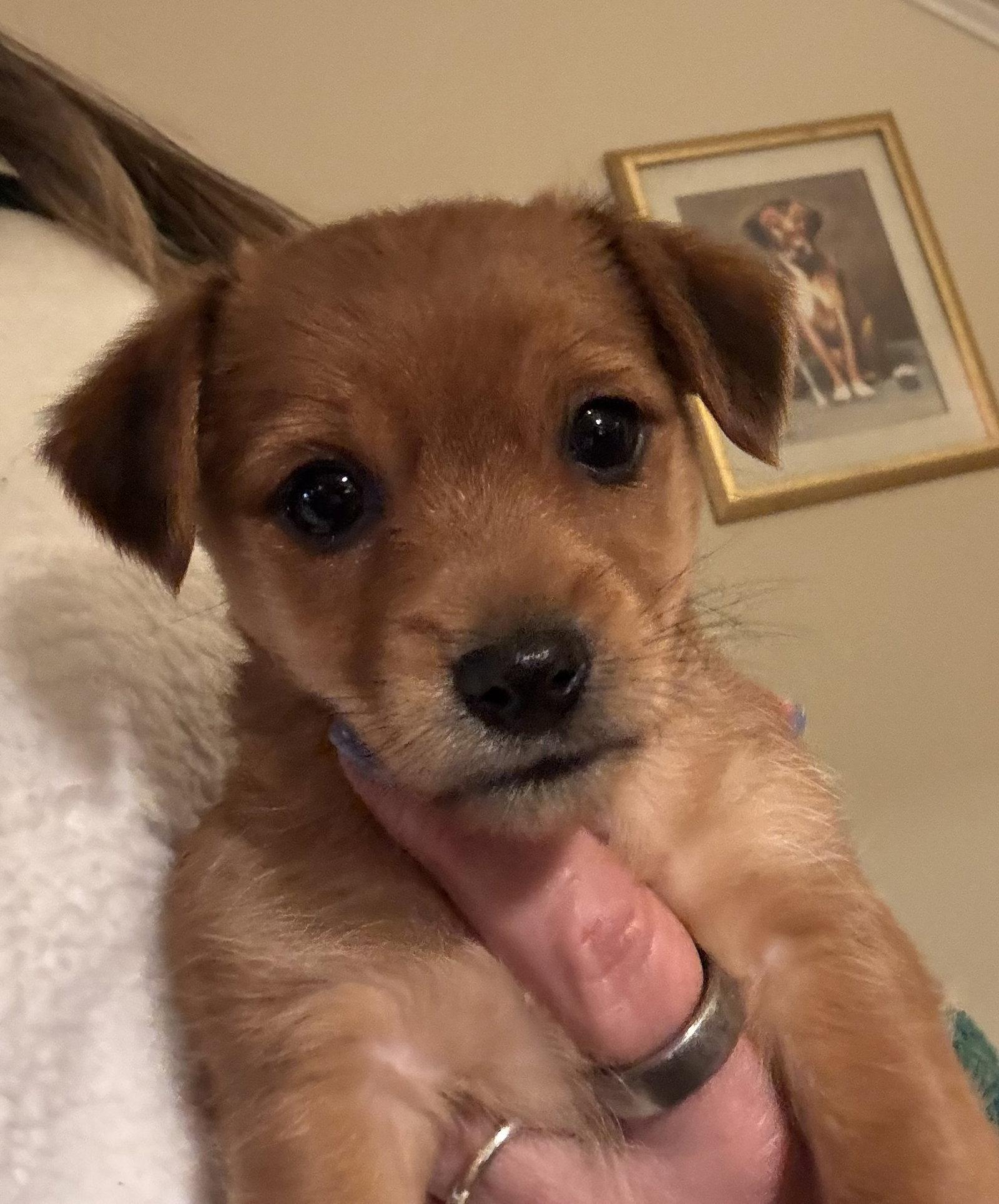 Simon, adopted, Puppy Male Chorkie.