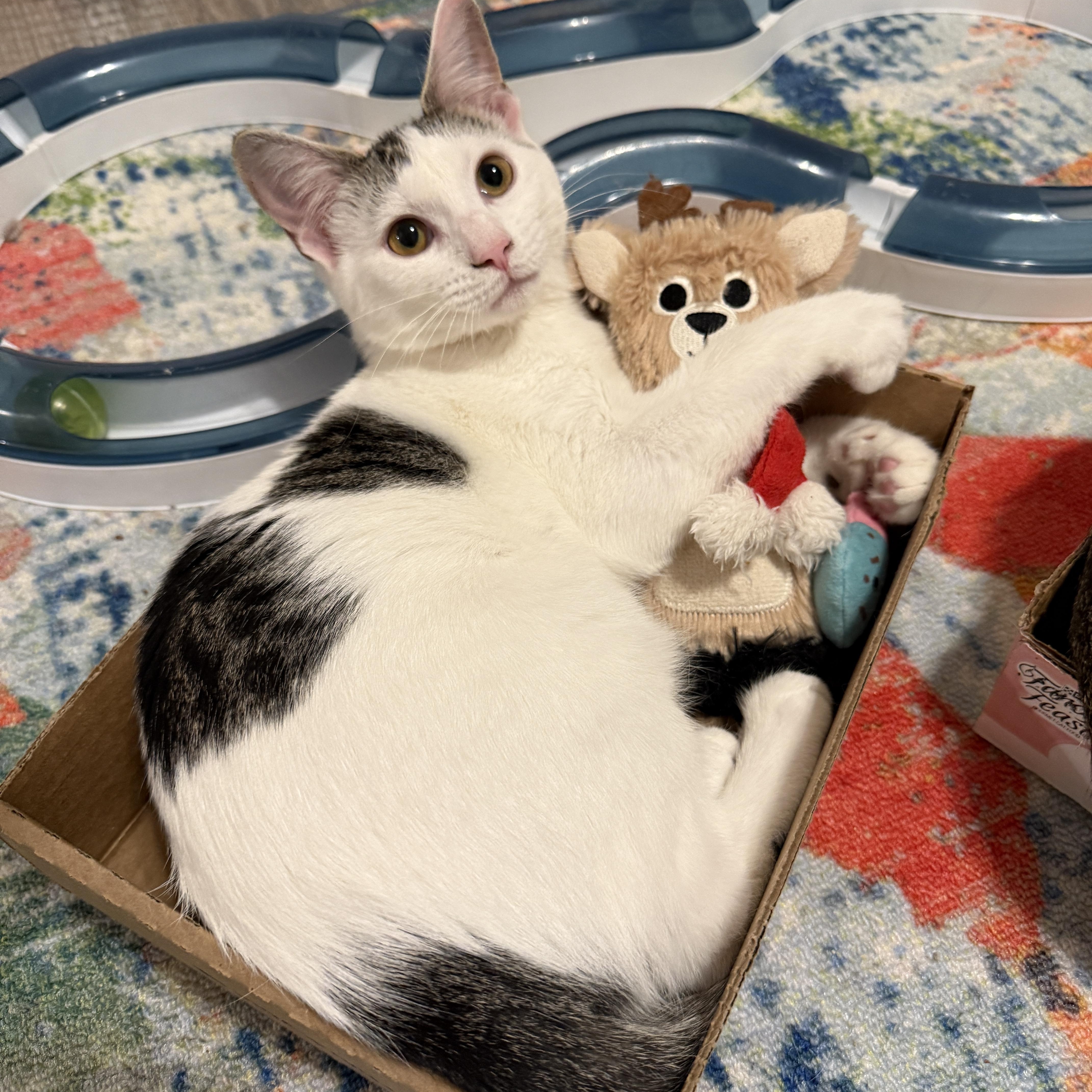 Enlarge Lily's Kittens: Jasmine, a Adoptable Domestic Short Hair in Leesburg, VA image 2/6