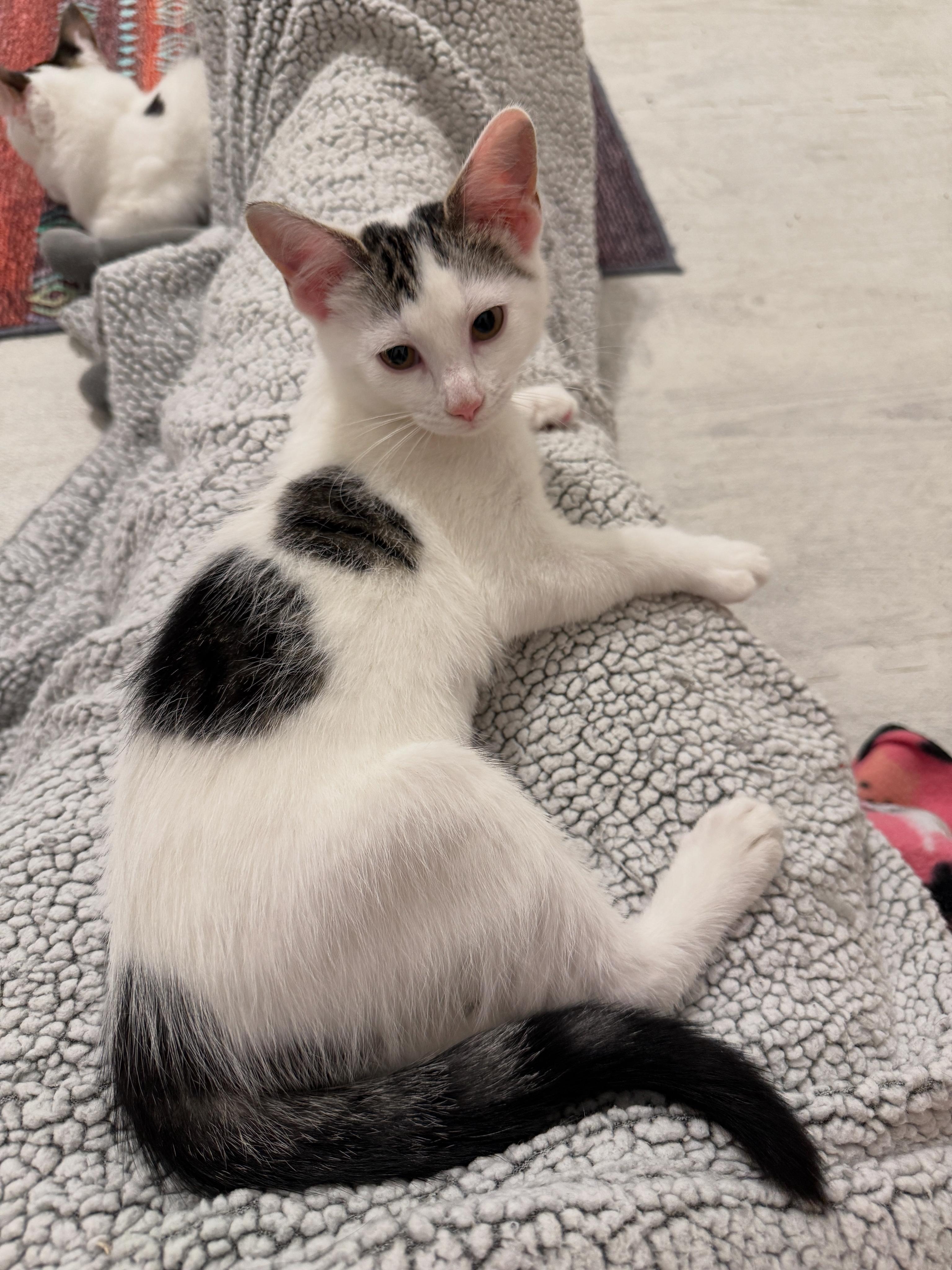 Enlarge Lily's Kittens: Jasmine, a Adoptable Domestic Short Hair in Leesburg, VA image 5/6