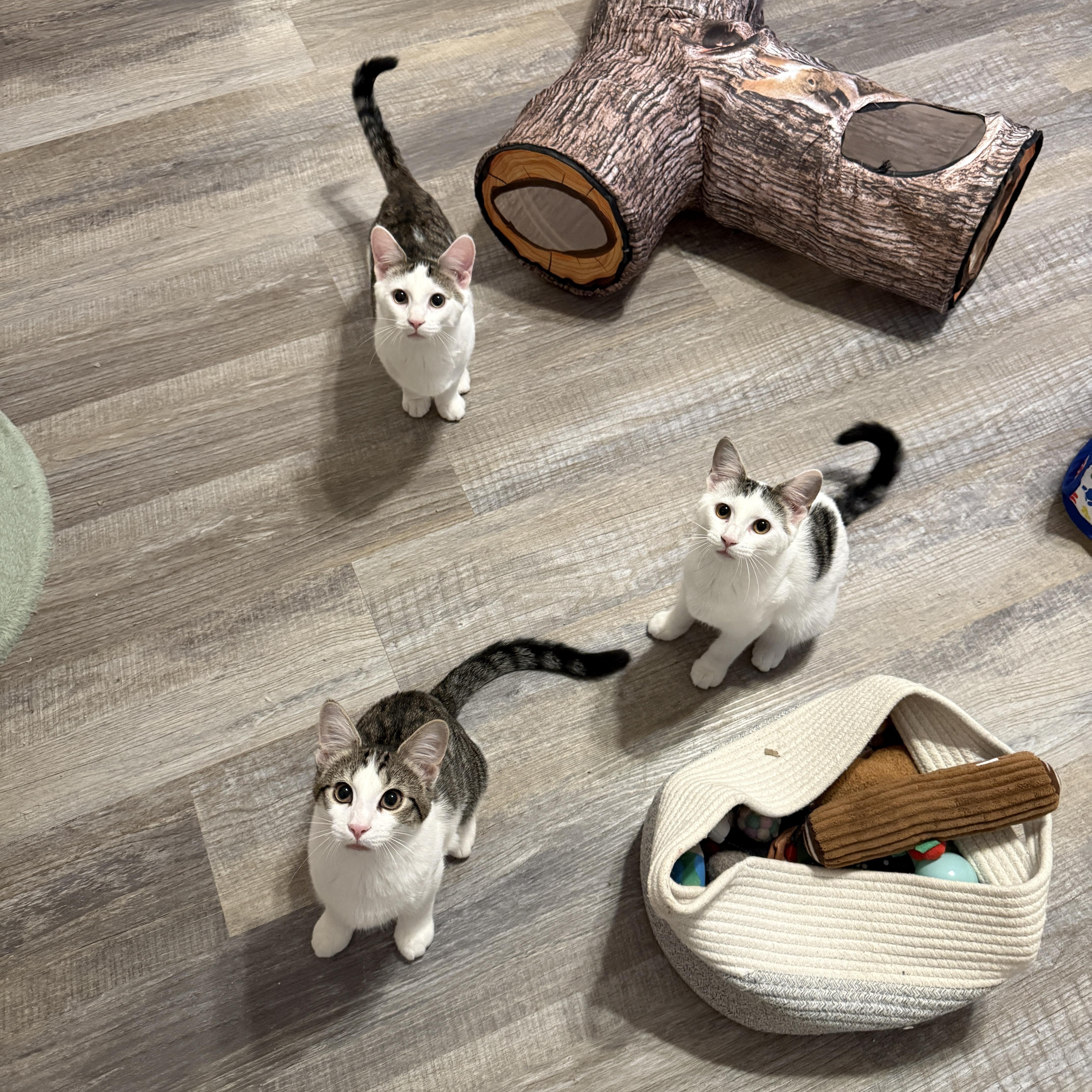 Enlarge Lily's Kittens: Jasmine, a Adoptable Domestic Short Hair in Leesburg, VA image 3/6