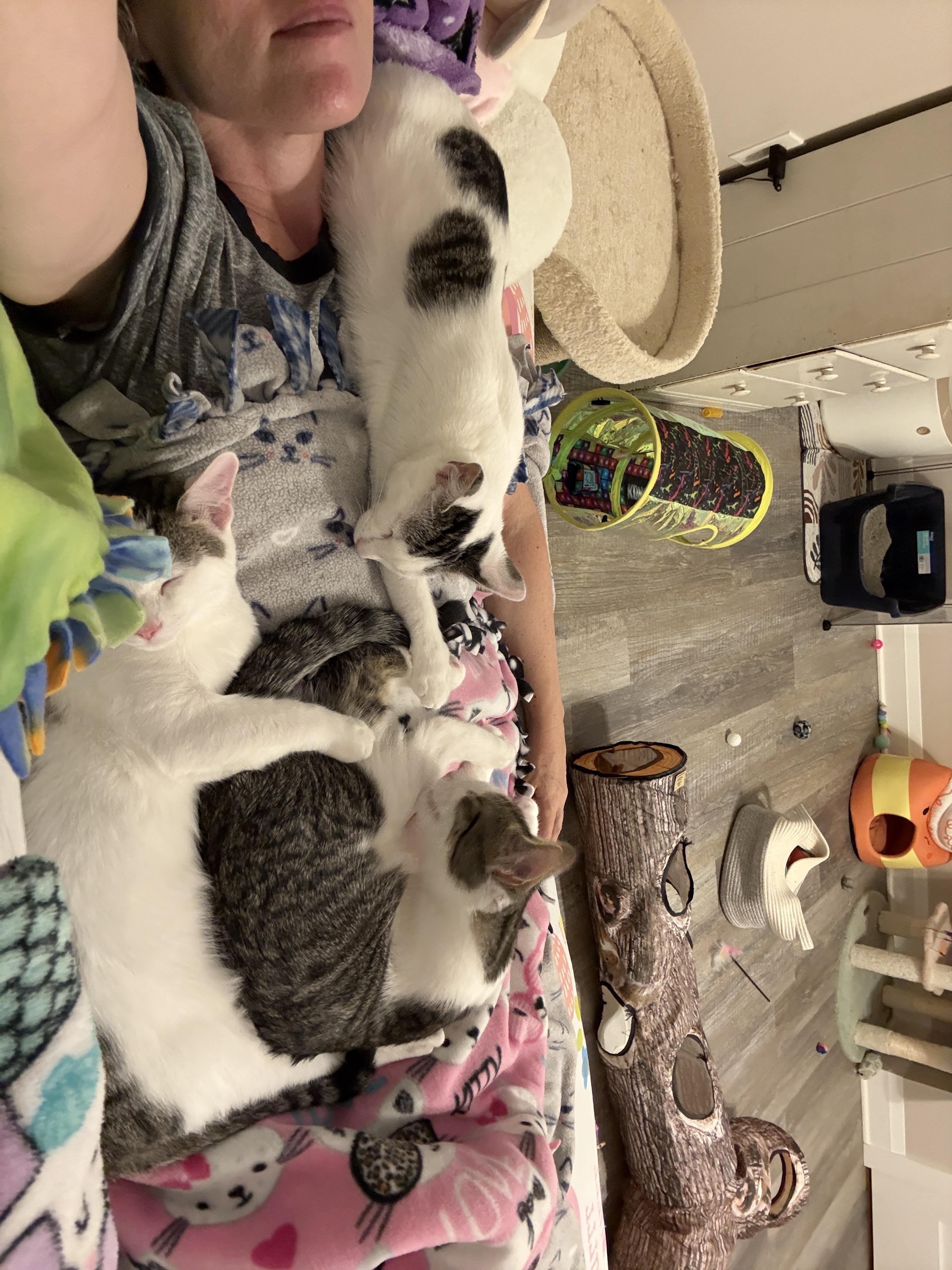 Enlarge Lily's Kittens: Jasmine, a Adoptable Domestic Short Hair in Leesburg, VA image 4/6