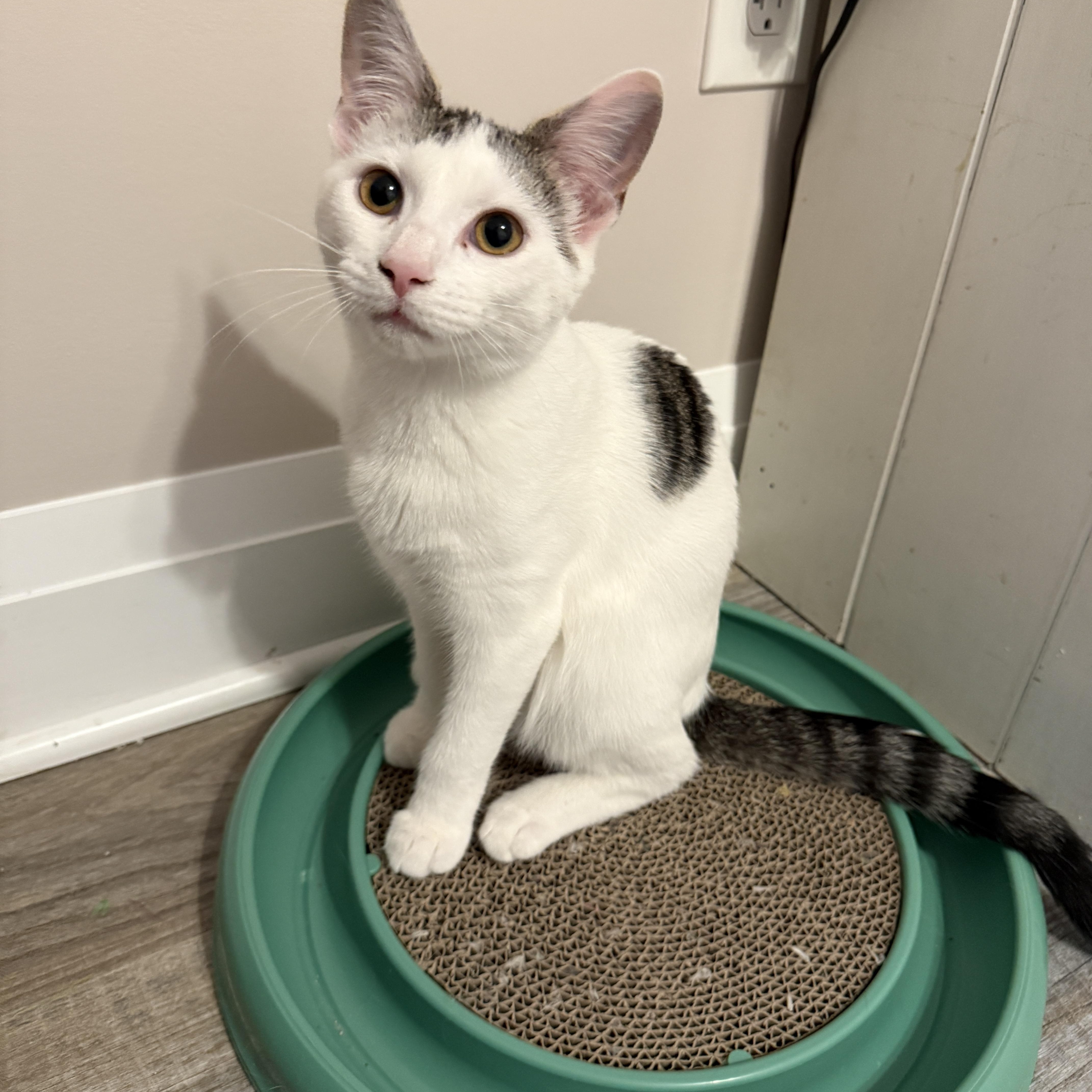 Lily's Kittens: Jasmine, Adoptable, Kitten Female Domestic Short Hair.