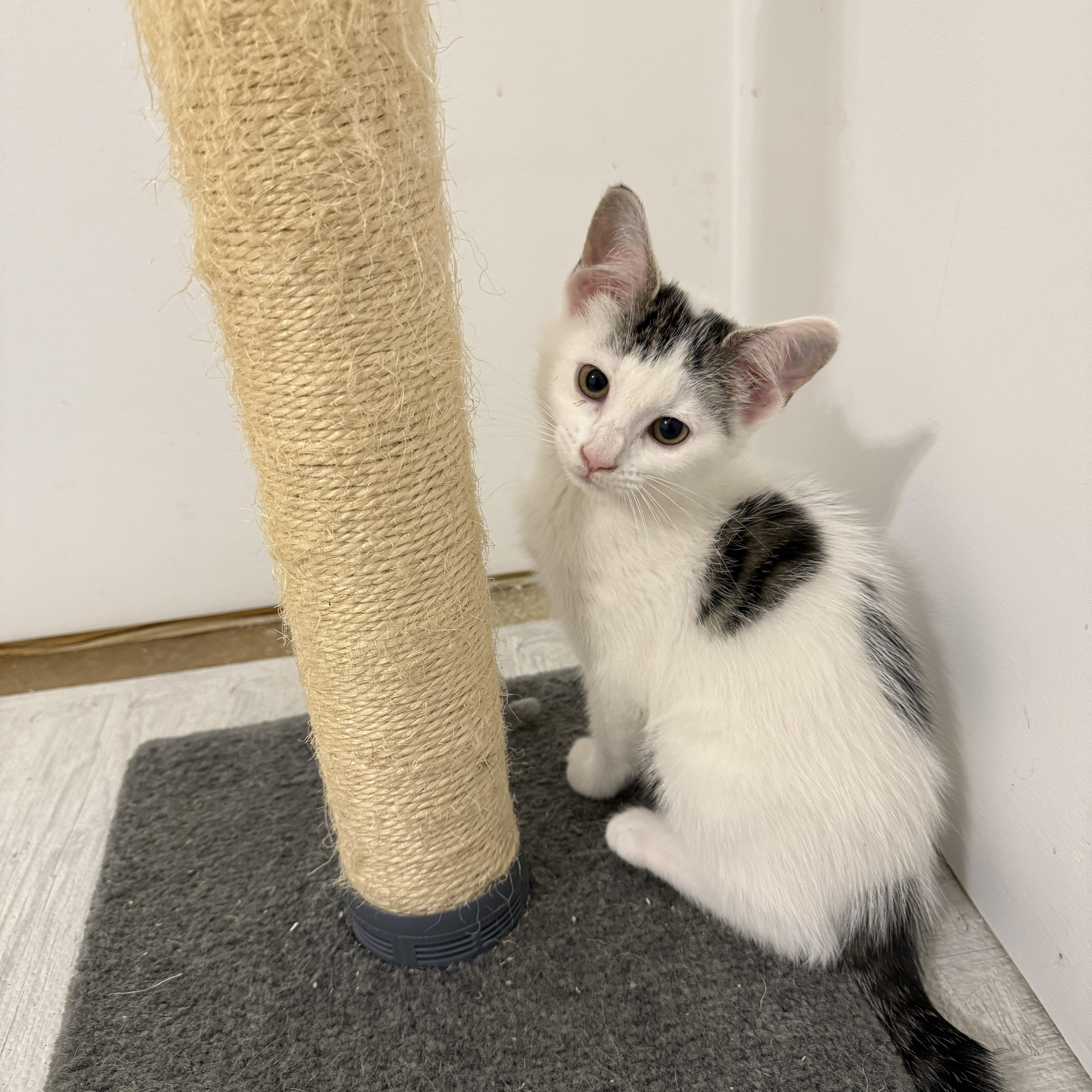Lily's Kittens: Jasmine, Baby Female unknown