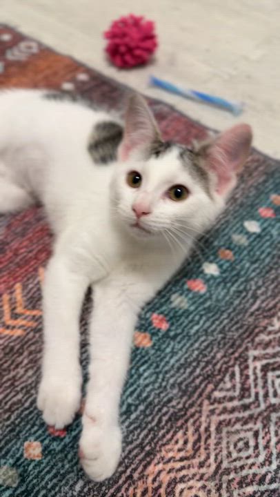 Enlarge Lily's Kittens: Jasmine, a Adoptable Domestic Short Hair in Leesburg, VA video 6/6