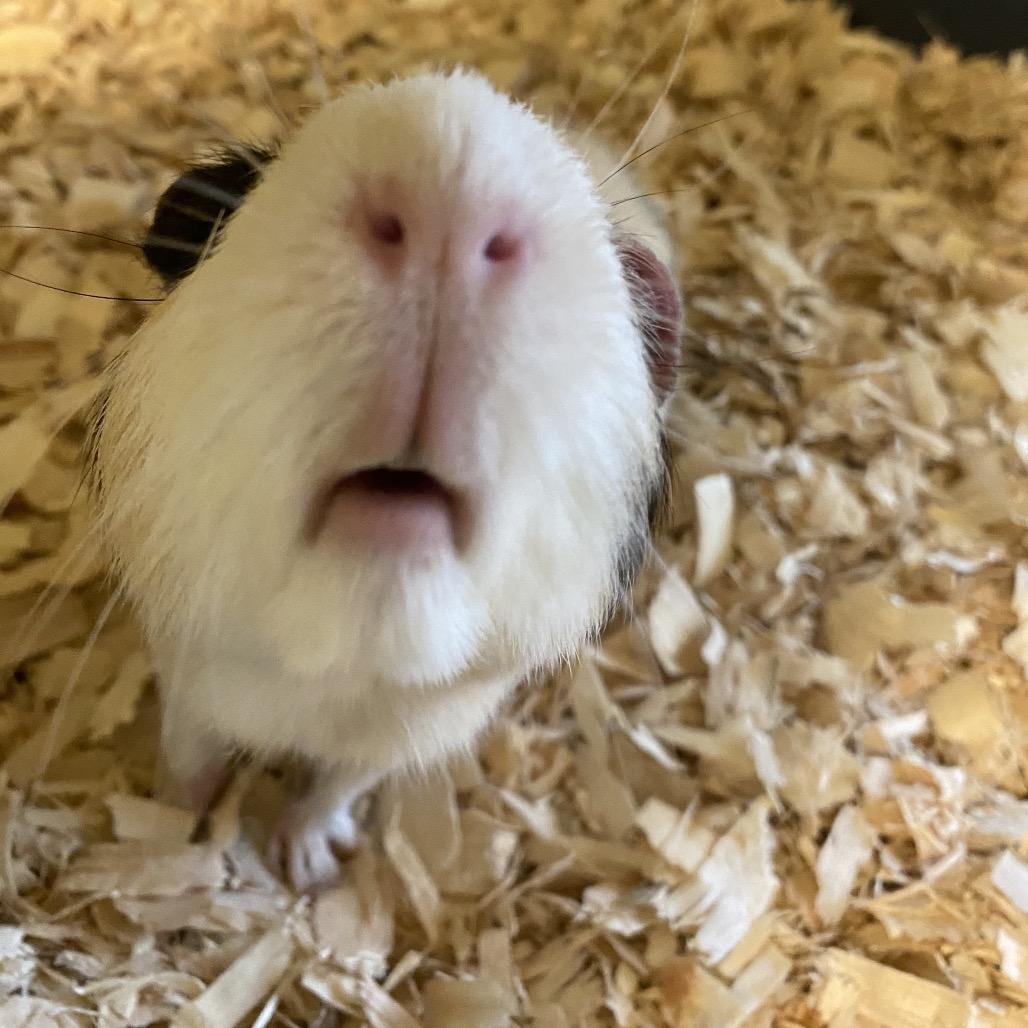 Nanu, Adoptable, Adult Male Guinea Pig.