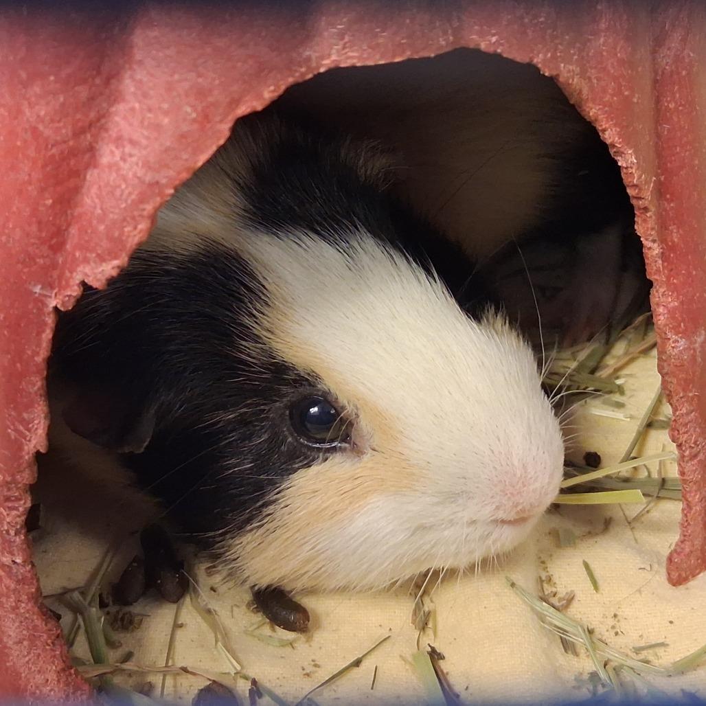 Enlarge Nanu, a Adoptable Guinea Pig in Middlebury, VT image 1/1