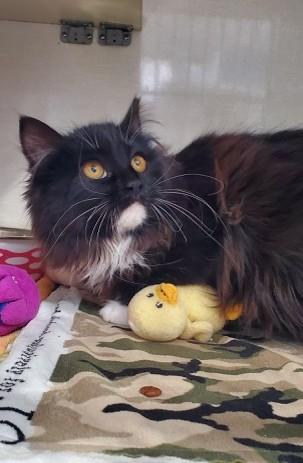 Airplane, ADOPTABLE, Young Male Domestic Long Hair.