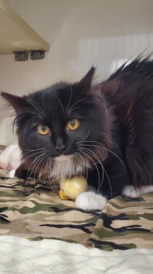 Airplane, a ADOPTABLE Domestic Long Hair in Hutchinson, MN image 2/2