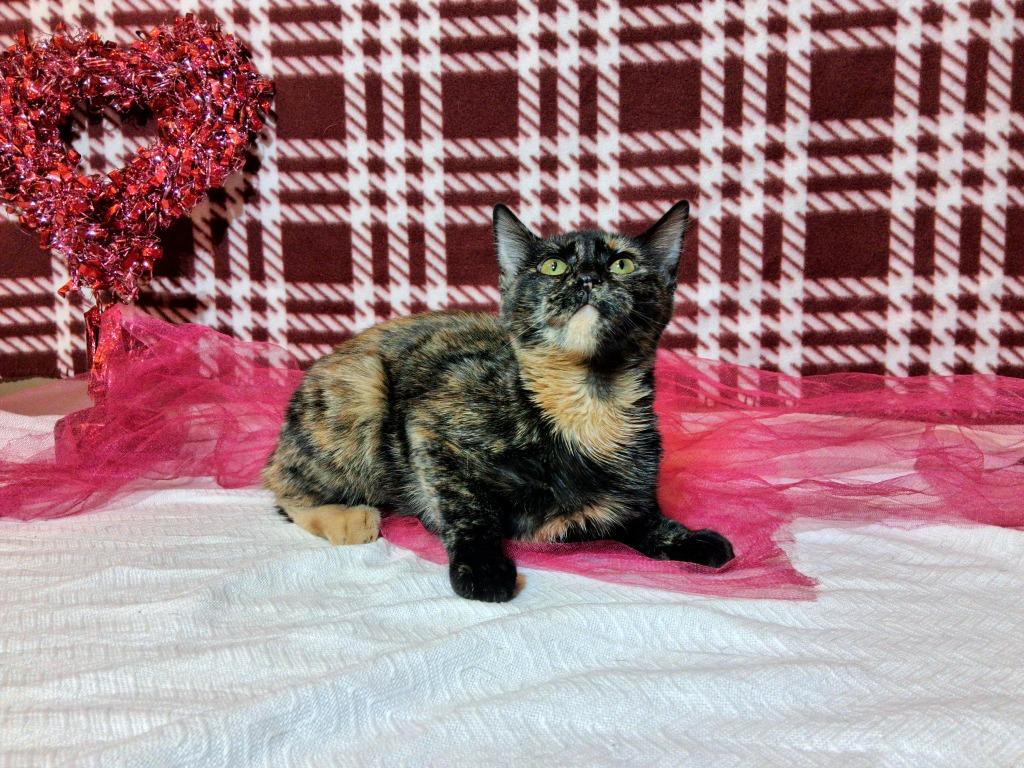 Enlarge EMBER, a Adoptable mixed breed in Wintersville, OH image 1/3