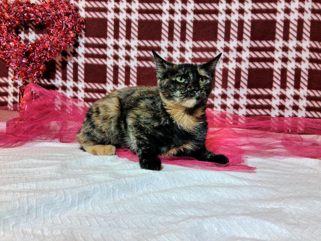 Enlarge EMBER, a Adoptable mixed breed in Wintersville, OH image 2/3