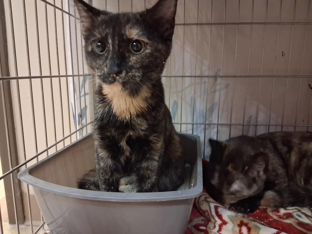 Enlarge EMBER, a Adoptable mixed breed in Wintersville, OH image 3/3