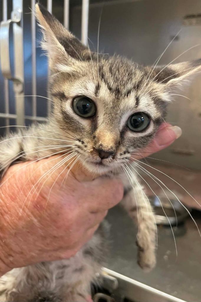 Rocket, Adoptable, Kitten Female Domestic Short Hair.