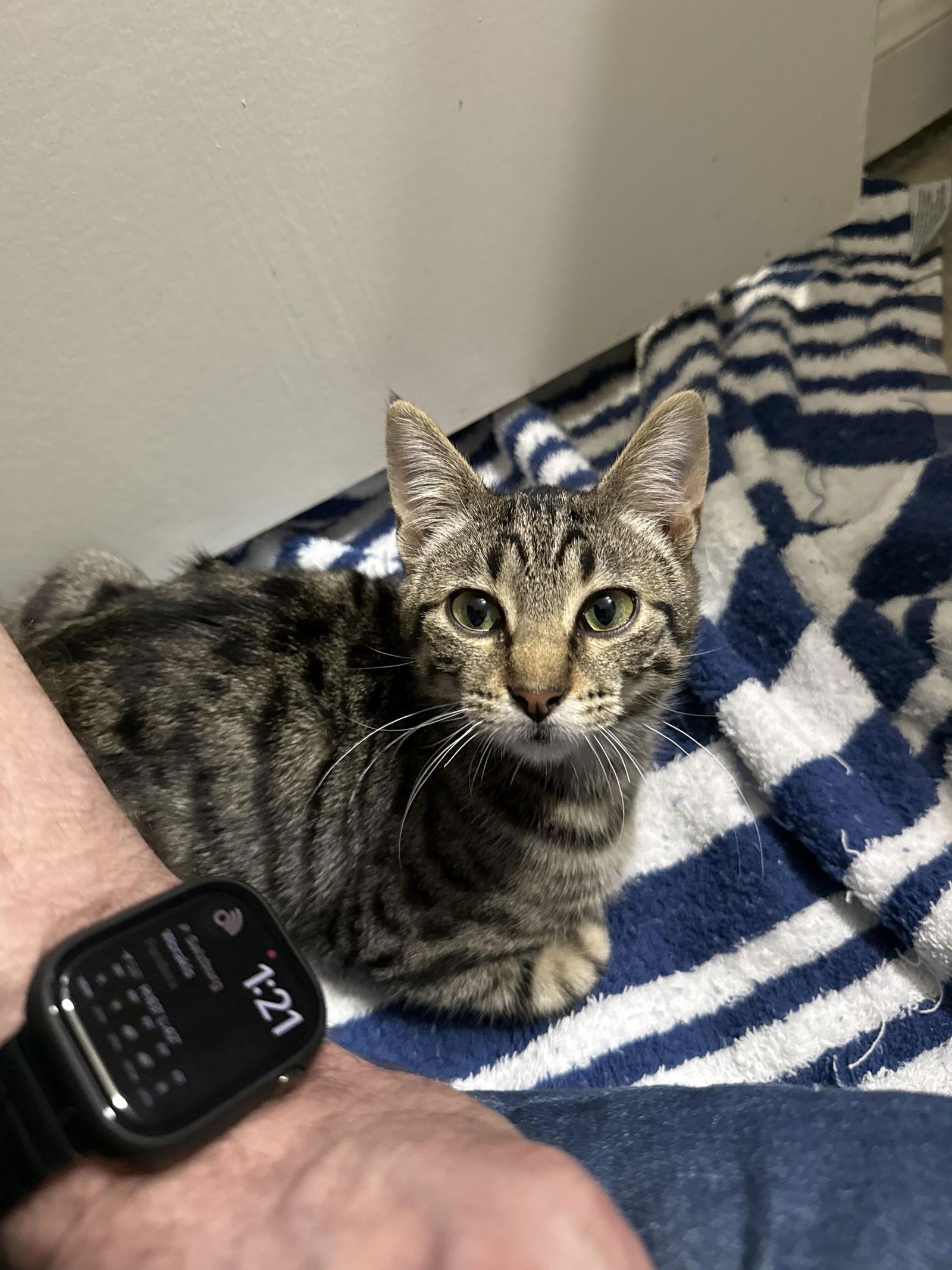 Peppa, Adoptable, Young Male Domestic Short Hair.