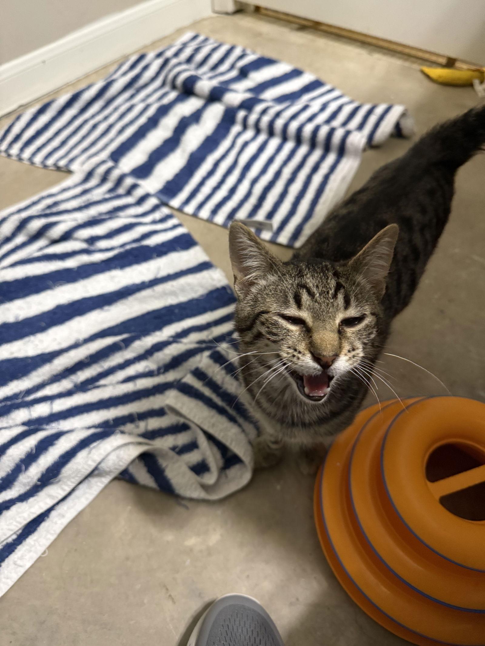 Enlarge Peppa, a Adoptable Domestic Short Hair in Prosper, TX image 2/3