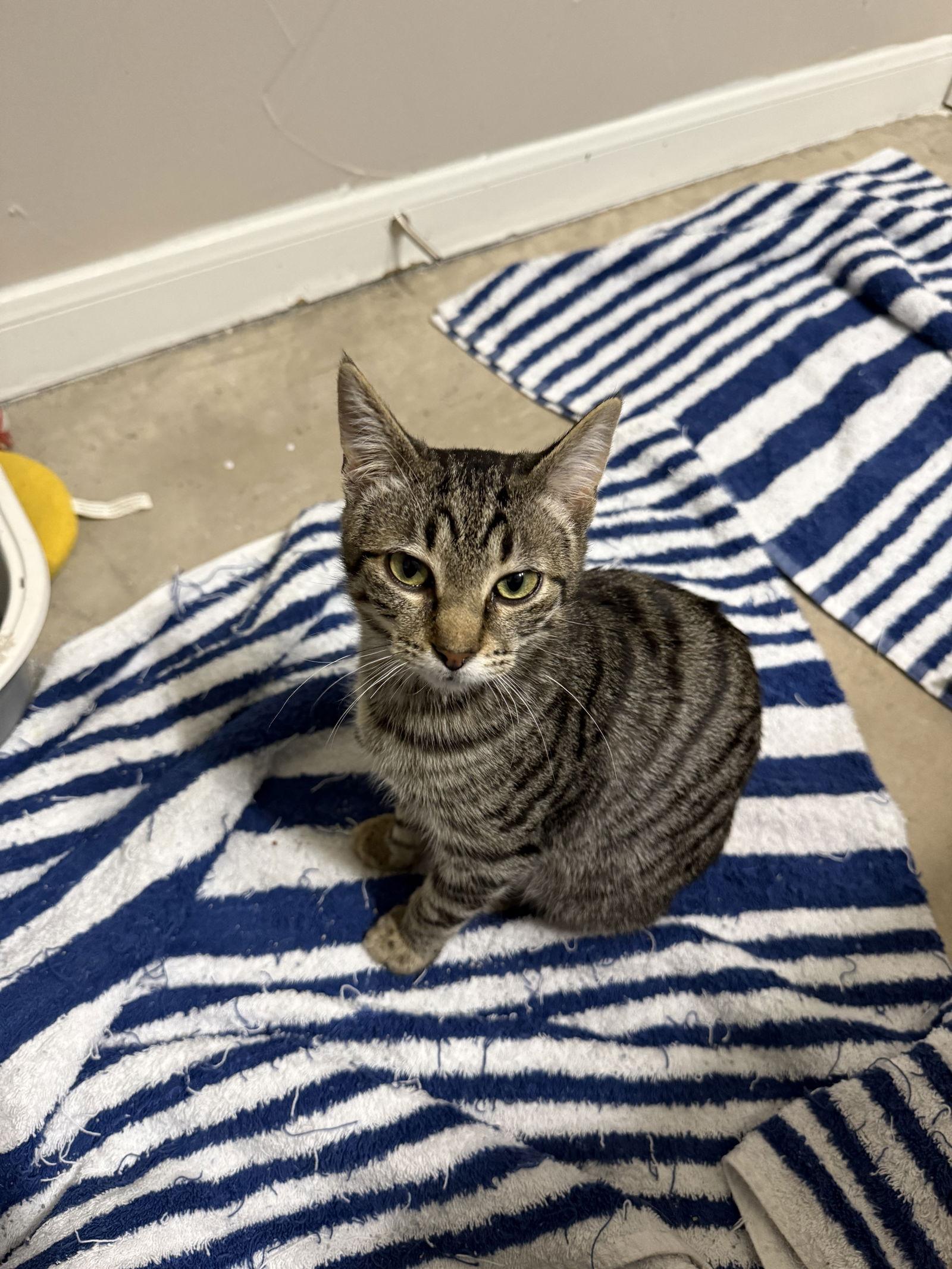 Enlarge Peppa, a Adoptable Domestic Short Hair in Prosper, TX image 3/3