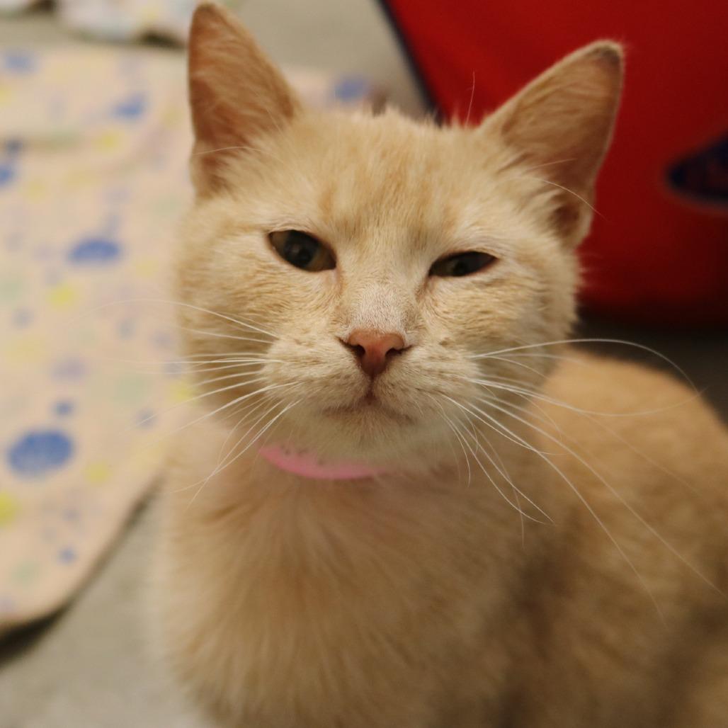 Sequoia, Adoptable, Young Female Domestic Short Hair.