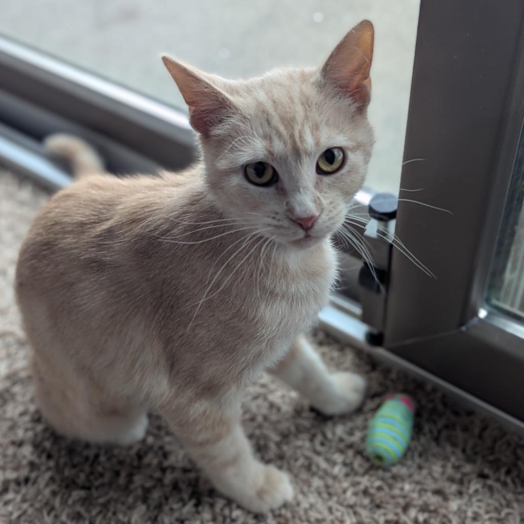 Enlarge Sequoia, a Adoptable Domestic Short Hair in Saint Cloud, MN image 2/6
