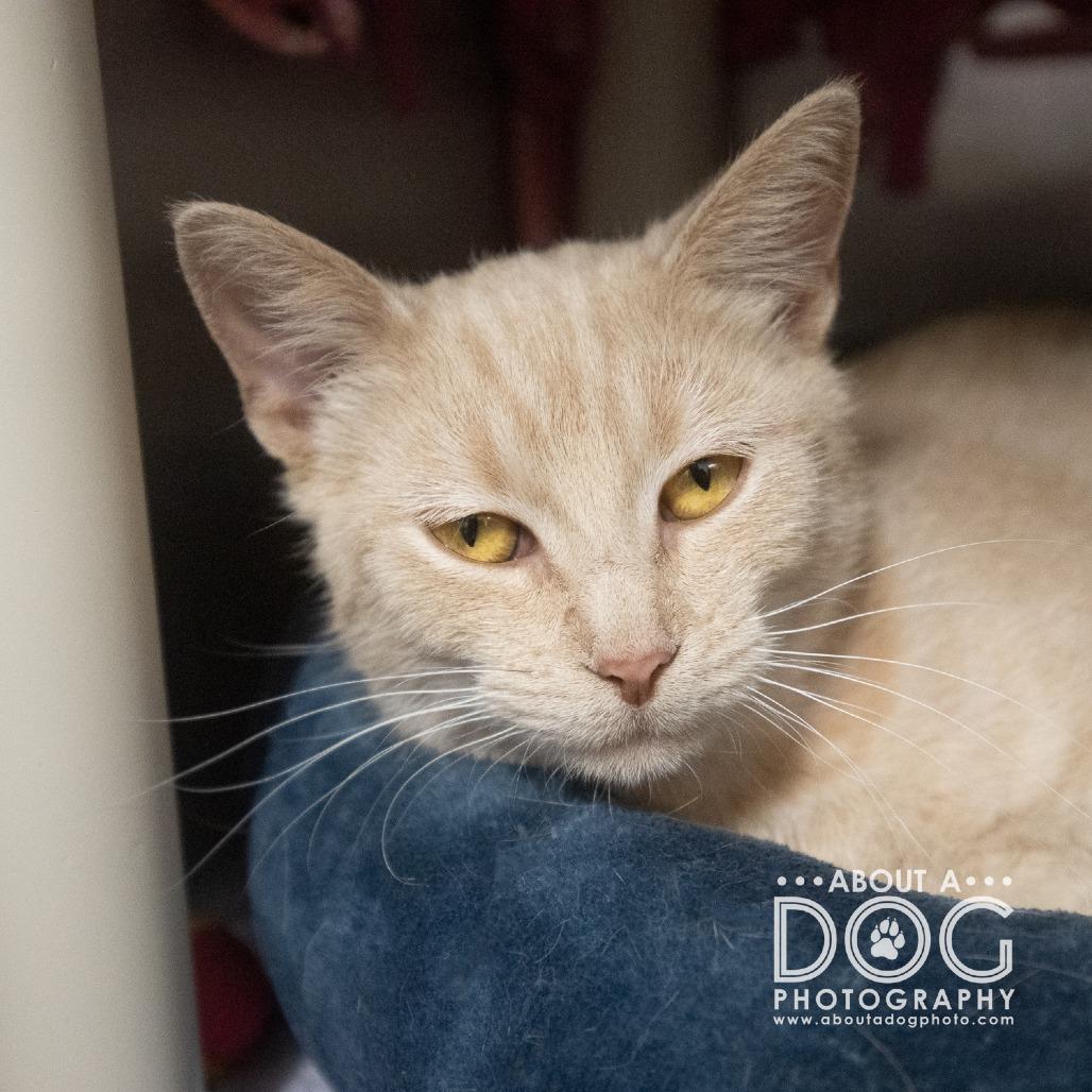 Enlarge Sequoia, a Adoptable Domestic Short Hair in Saint Cloud, MN image 3/6