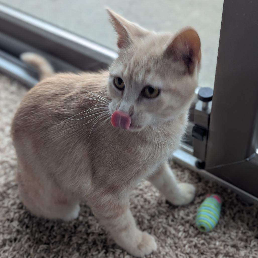 Enlarge Sequoia, a Adoptable Domestic Short Hair in Saint Cloud, MN image 4/6