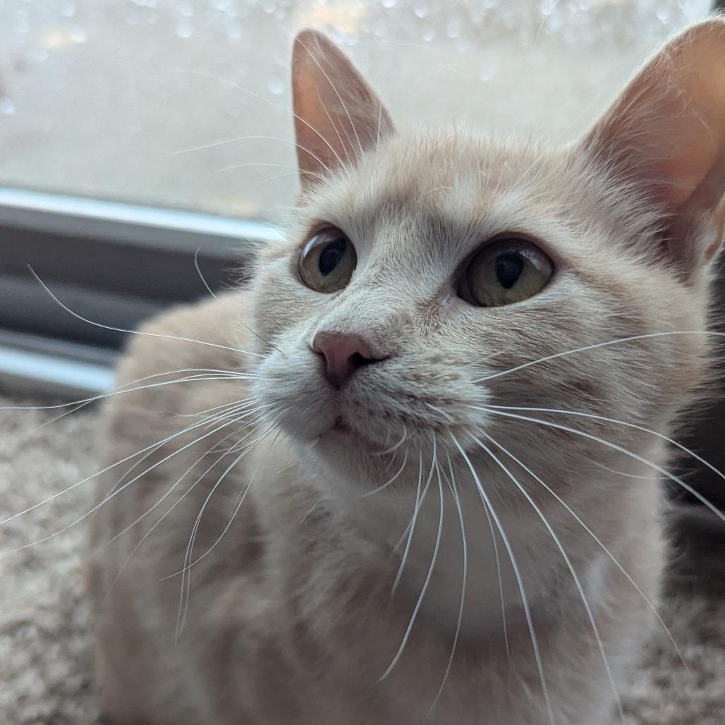 Enlarge Sequoia, a Adoptable Domestic Short Hair in Saint Cloud, MN image 5/6