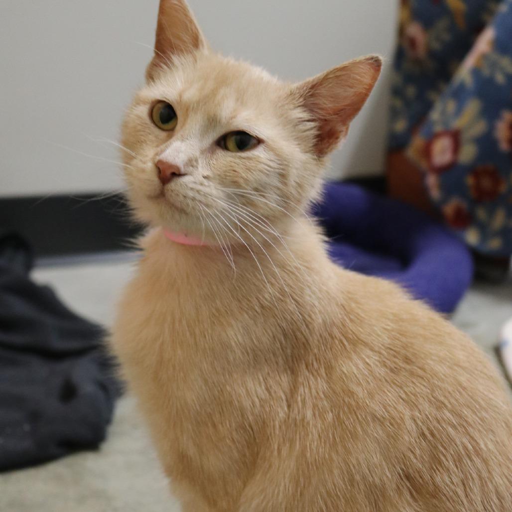 Enlarge Sequoia, a Adoptable Domestic Short Hair in Saint Cloud, MN image 6/6