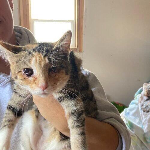 Sherry, Adoptable, Young Female Domestic Short Hair.