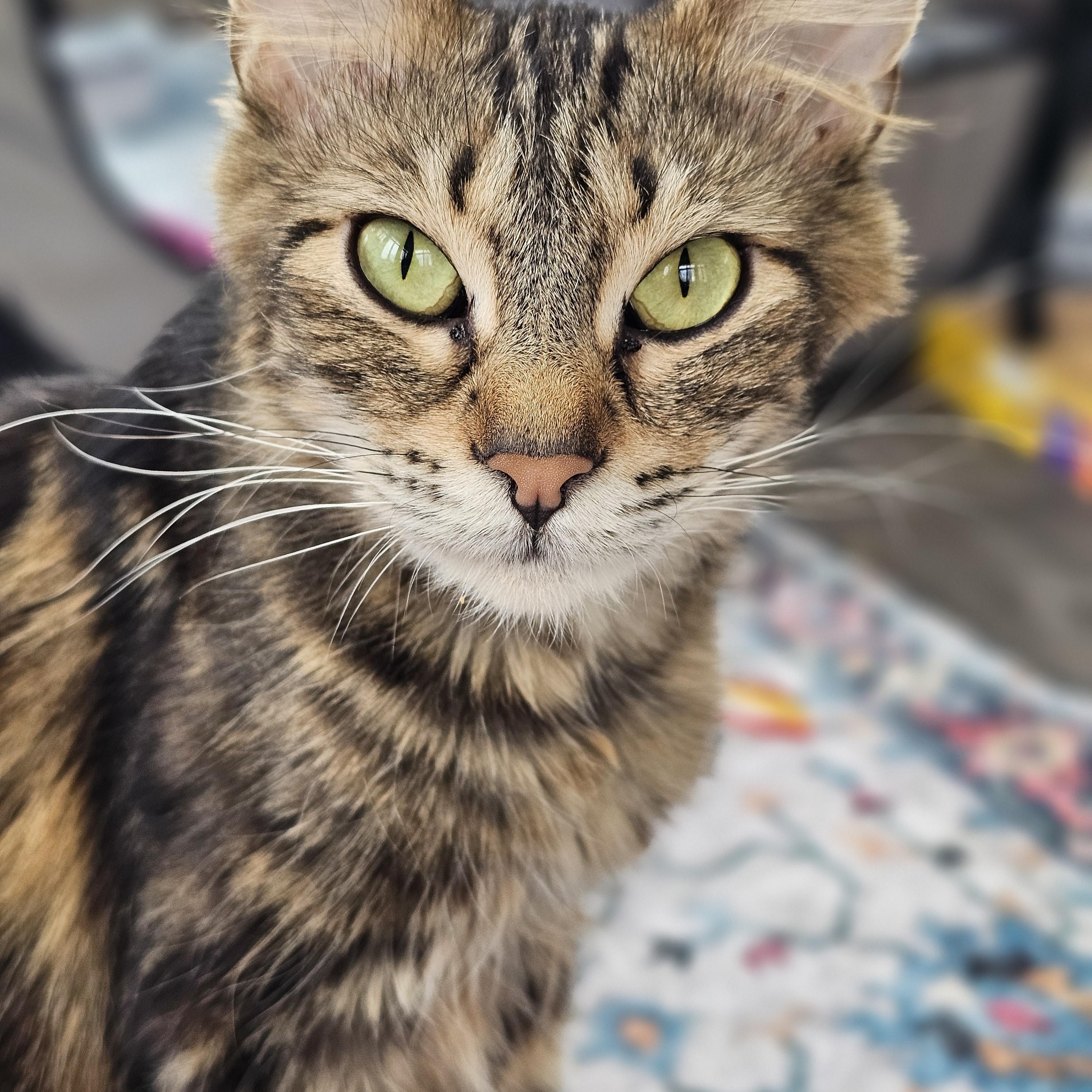 Magenta, ADOPTABLE, Young Female Domestic Medium Hair.