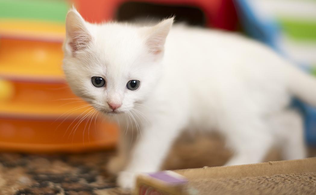 Enlarge Snuggles, a ADOPTABLE Domestic Short Hair in Chicago, IL image 3/5