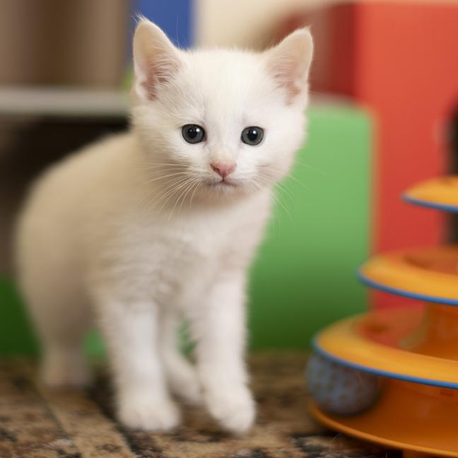 Enlarge Snuggles, a ADOPTABLE Domestic Short Hair in Chicago, IL image 2/5