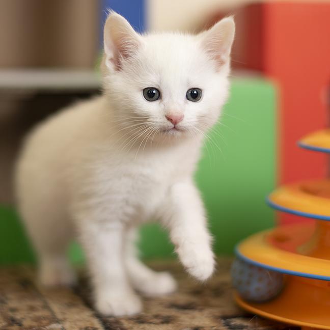 Enlarge Snuggles, a ADOPTABLE Domestic Short Hair in Chicago, IL image 5/5