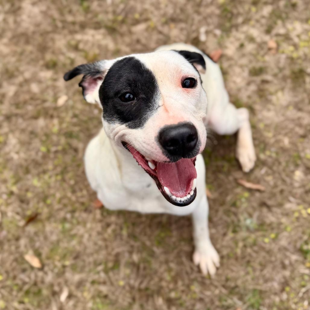 Enlarge Wynter, a Adoptable Mixed Breed in Milton, FL image 1/4