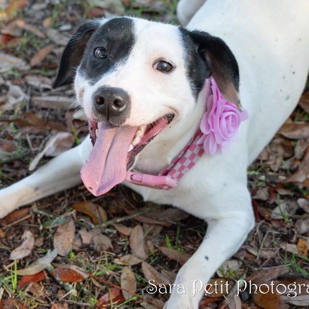 Enlarge Wynter, a Adoptable Mixed Breed in Milton, FL image 2/4