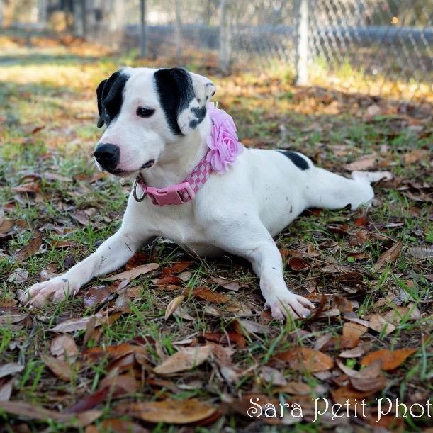 Enlarge Wynter, a Adoptable Mixed Breed in Milton, FL image 3/4