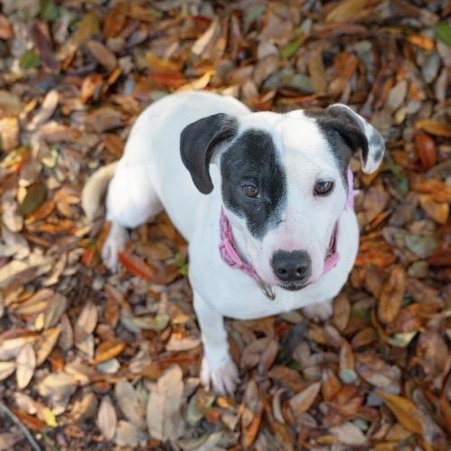 Enlarge Wynter, a Adoptable Mixed Breed in Milton, FL image 4/4