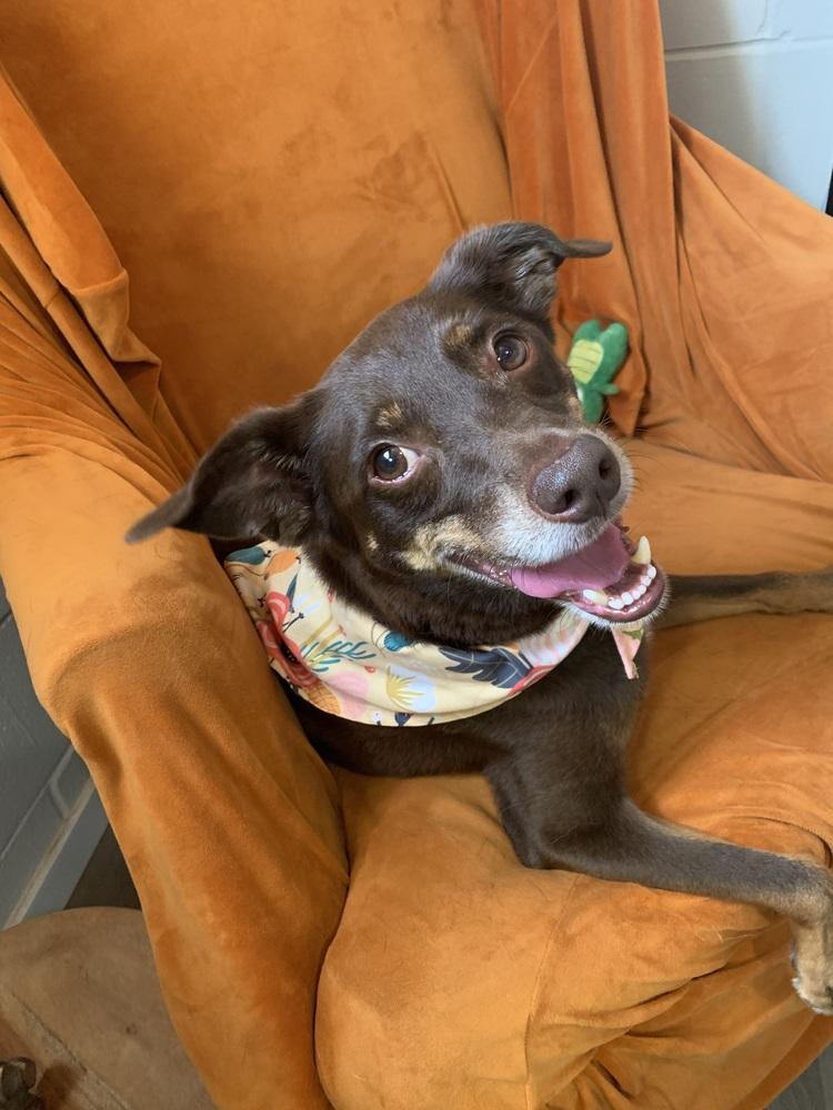 Lincoln, a Adoptable mixed breed in San Leon, TX image 1/5