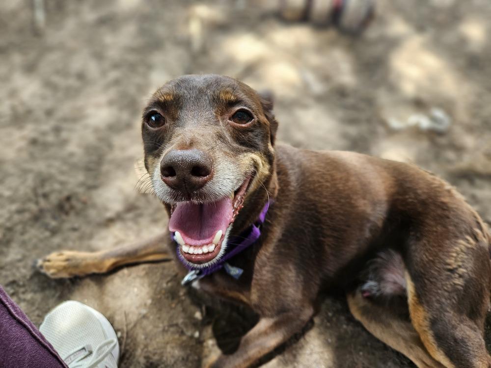 Lincoln, a Adoptable mixed breed in San Leon, TX image 3/5