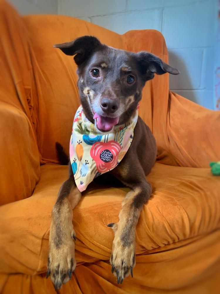 Lincoln, a Adoptable mixed breed in San Leon, TX image 4/5