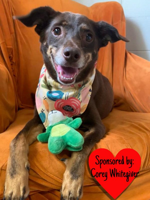 Enlarge Lincoln, a Adoptable mixed breed in San Leon, TX image 5/6