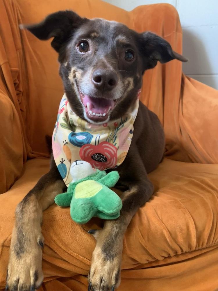 Lincoln, a Adoptable mixed breed in San Leon, TX image 5/5