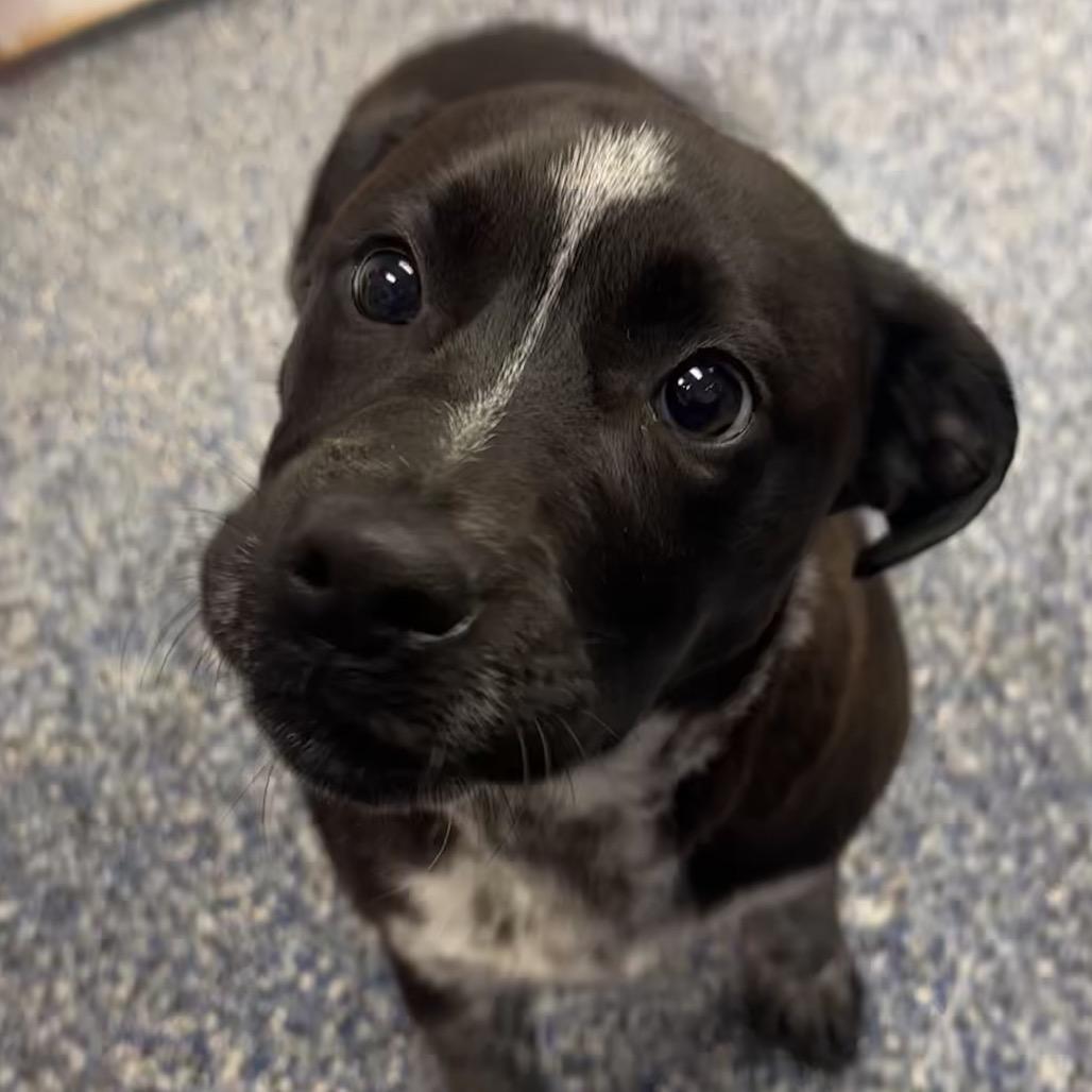 Amora, Adoptable, Puppy Female Labrador Retriever & Mixed Breed.