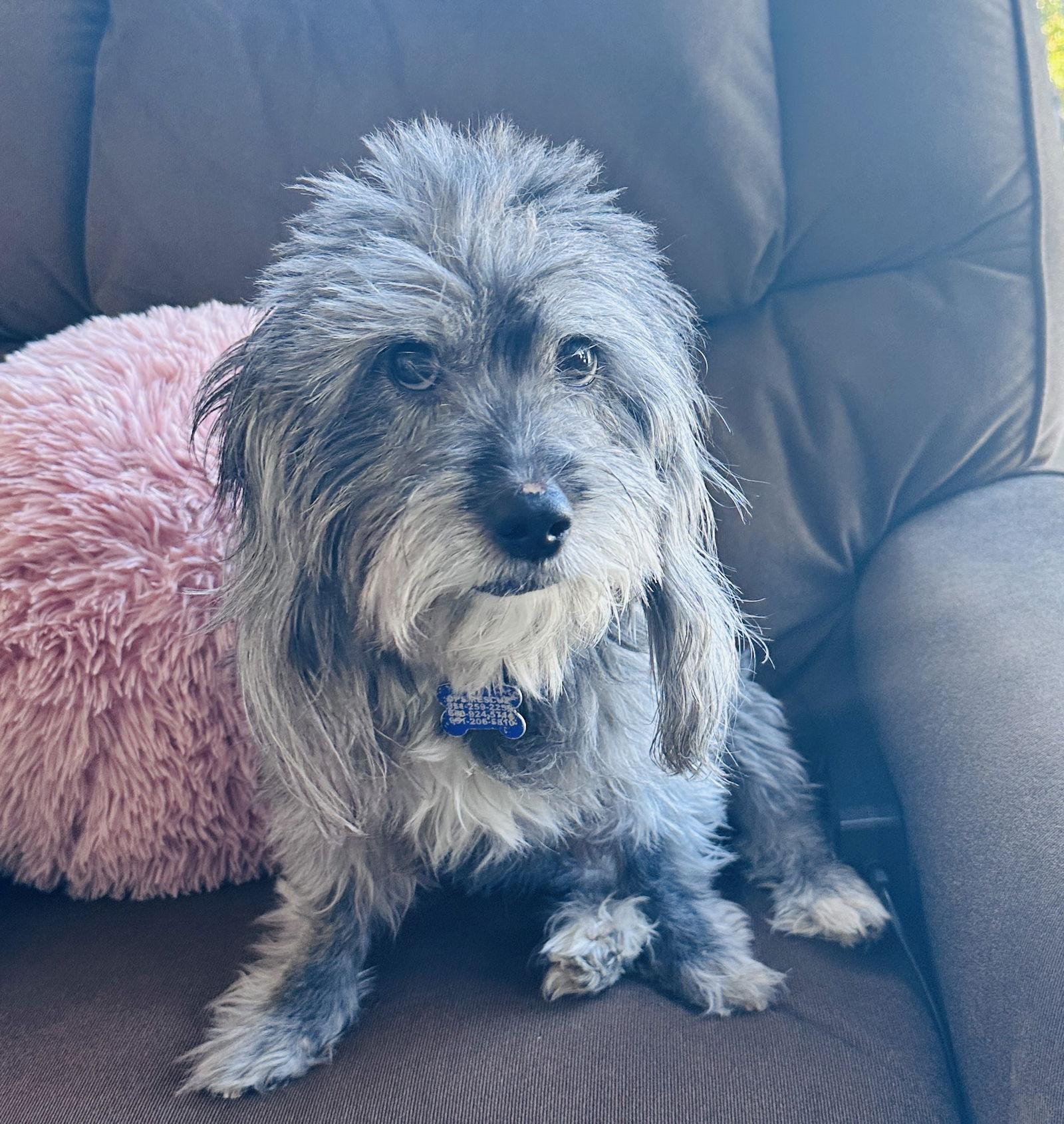 Puff the Magic Dragon, Adoptable, Adult Male Havanese.