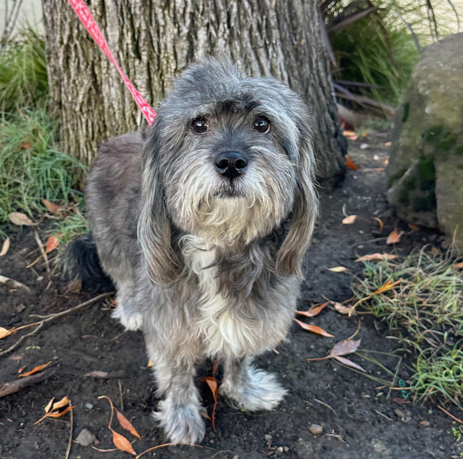 Enlarge Puff the Magic Dragon, a Adoptable Havanese in Palo Alto, CA image 2/3