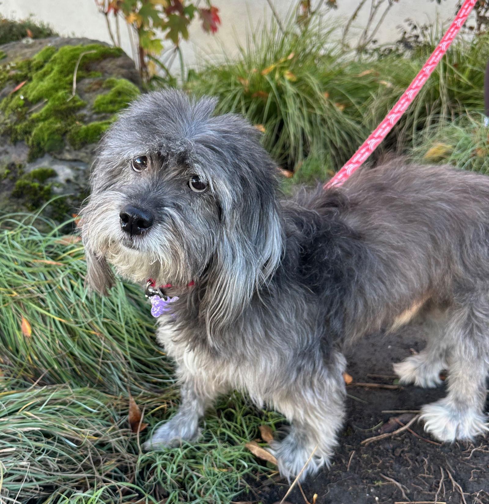 Enlarge Puff the Magic Dragon, a Adoptable Havanese in Palo Alto, CA image 3/3